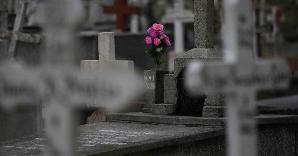 Foto: Una flor en un cementerio. (Reuters)