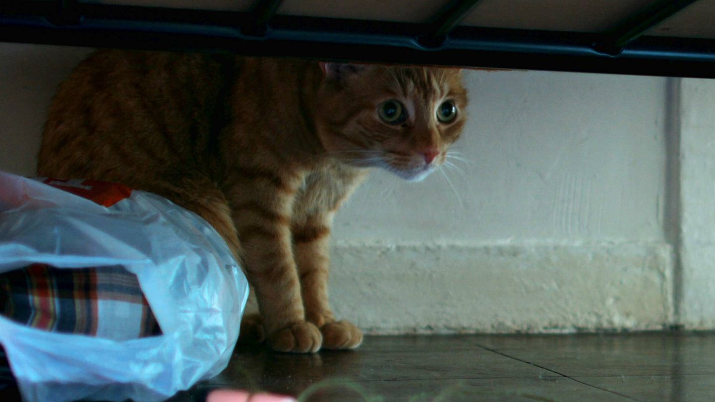 Golden, el gato protagonista de 'Pequeños milagros en Peckham Street'. (Surtsey Films)
