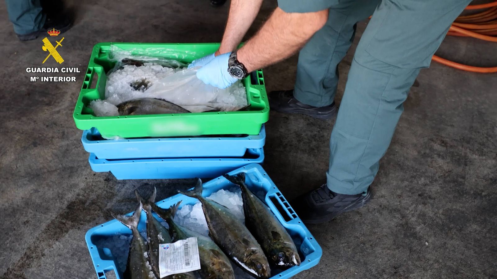 Dos detenidos por introducir en el mercado pescado robado con residuos de medicamentos