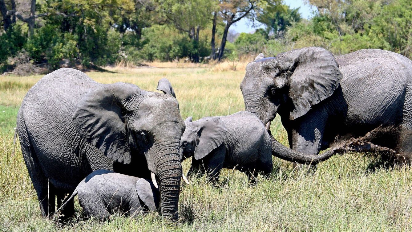 El misterio de Botsuana se repite: aparecen muertos otros 12 elefantes en Zimbabue
