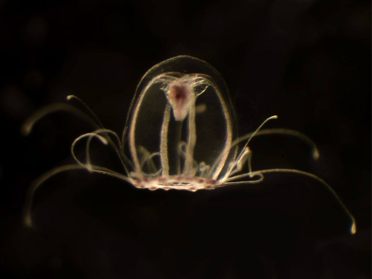 Foto: Descifran el genoma de la medusa inmortal, capaz de revertir su ciclo vital. (EFE/Universidad de Oviedo)
