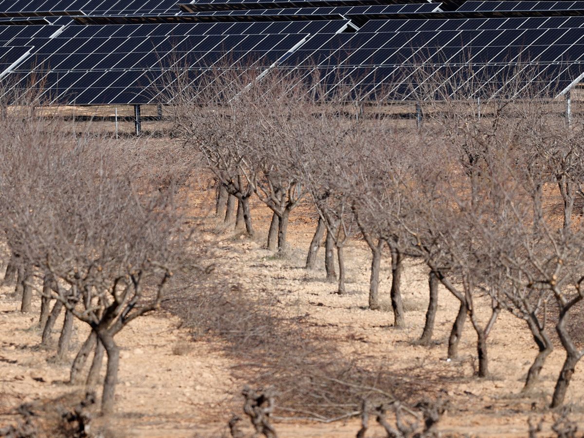 Foto: Paneles solares en un campo de Requena (Valencia). (EFE/Kai Försterling)