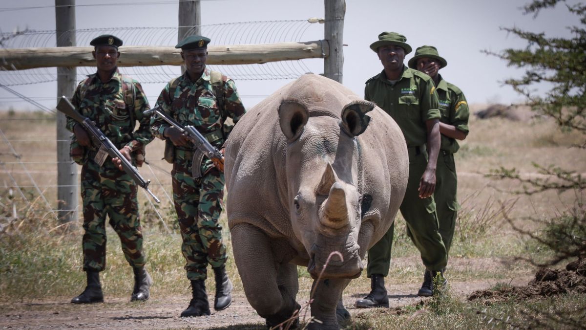 Los rinocerontes blancos o cómo salvar una especie gracias a la inseminación artificial