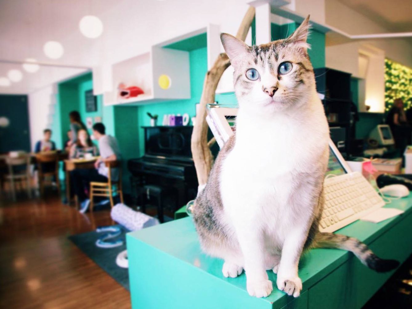 Los gatos son los protagonistas en Crazy Cat Café. (Cortesía)