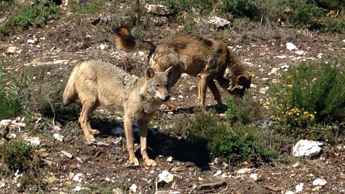 Nuevo quiebro en el conflicto del lobo: el ministerio no contenta a ecologistas ni a cazadores