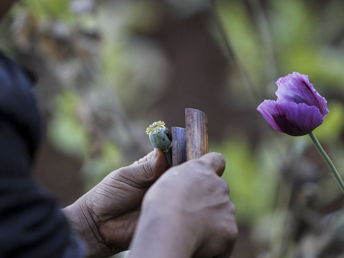 Foto: Una recolectora de semillas de amapola (EFE)