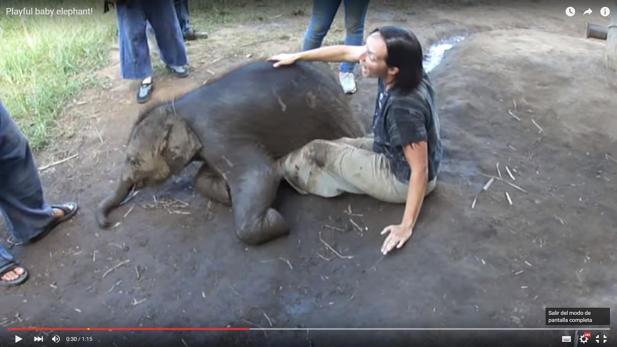 El bebé de elefante que insistió en sentarse encima de una turista