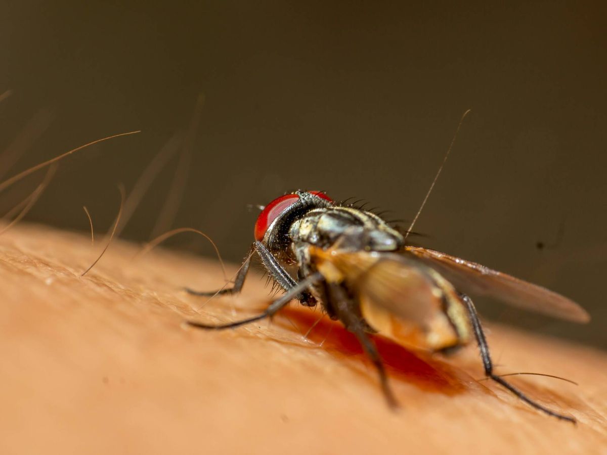 Foto: Las moscas proliferan con las altas temperaturas (M.Daudy/Unsplash)