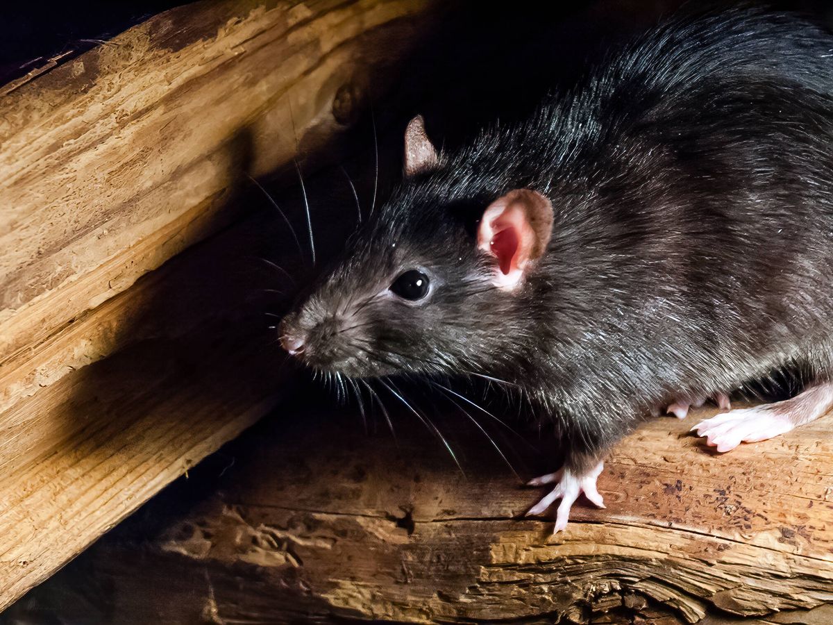 Foto: Las ratas ayudarán al rescate de personas (iStock)