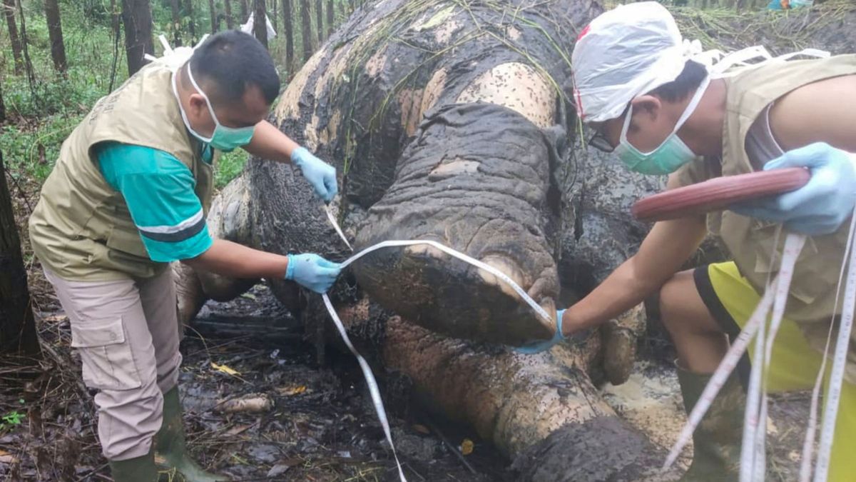 Encuentran a un elefante de Sumatra decapitado y con sus colmillos arrancados