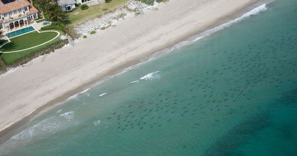 Foto: Miles de tiburones de punta negra invaden aguas costeras del sur de Florida.