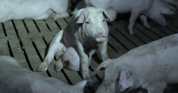 Foto: Imagen de uno de los cerdos enfermos filmados por 'Salvados'