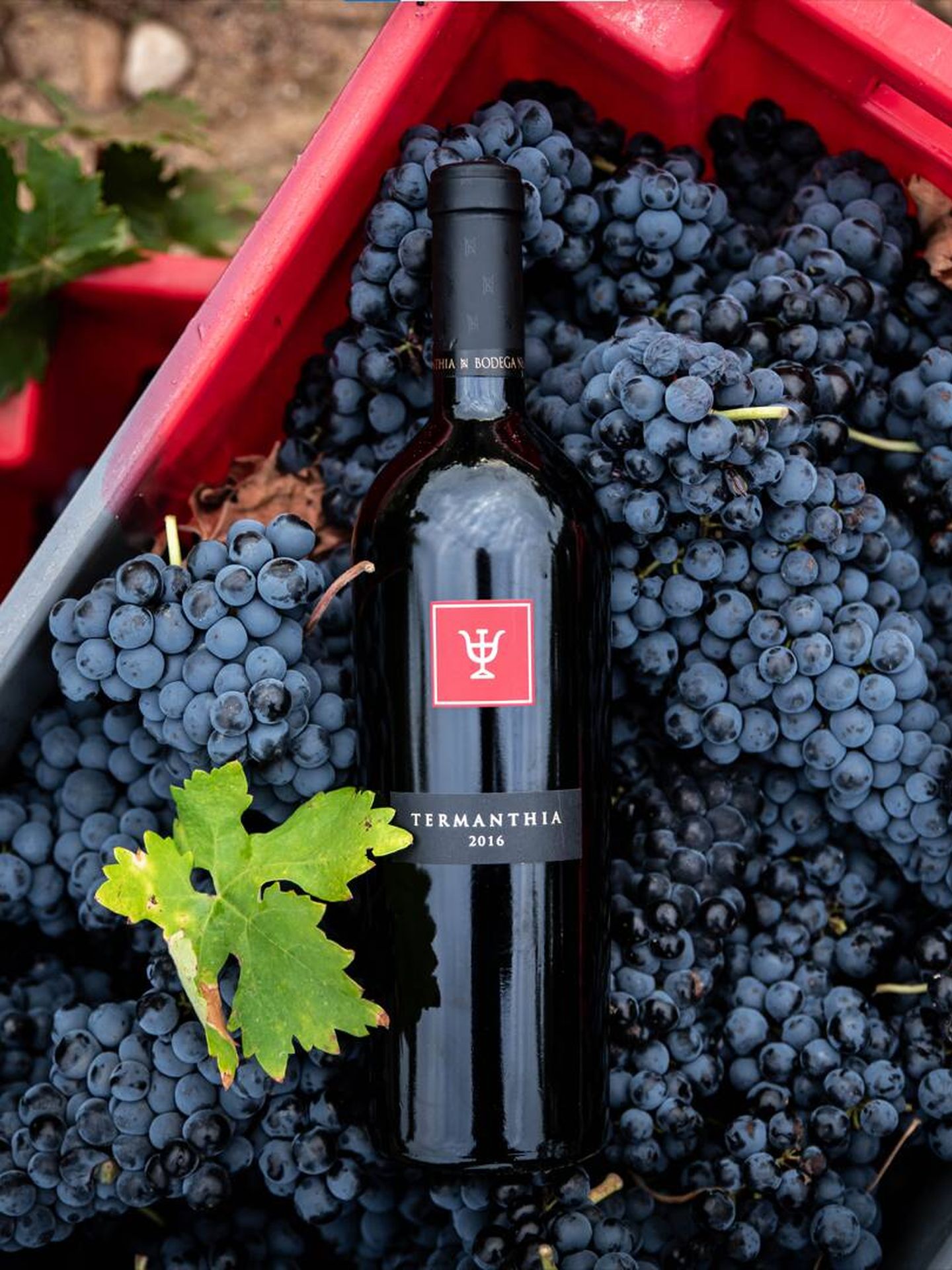 Termanthia 2016 —recién presentado— es un vino elegante, equilibrado, con un perfil fresco, largo y fino; buena acidez y mucha complejidad. Esta añada 2016 se consolida como una de las joyas del vino español. (Cortesía)
