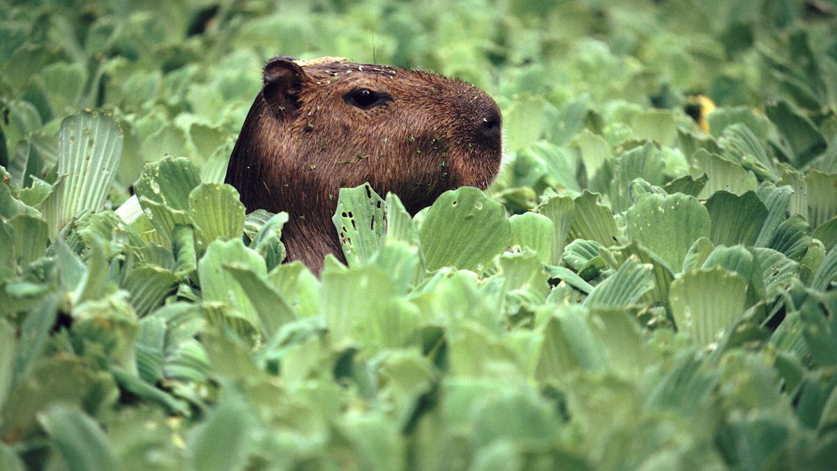 La capibara: el roedor más grande del planeta