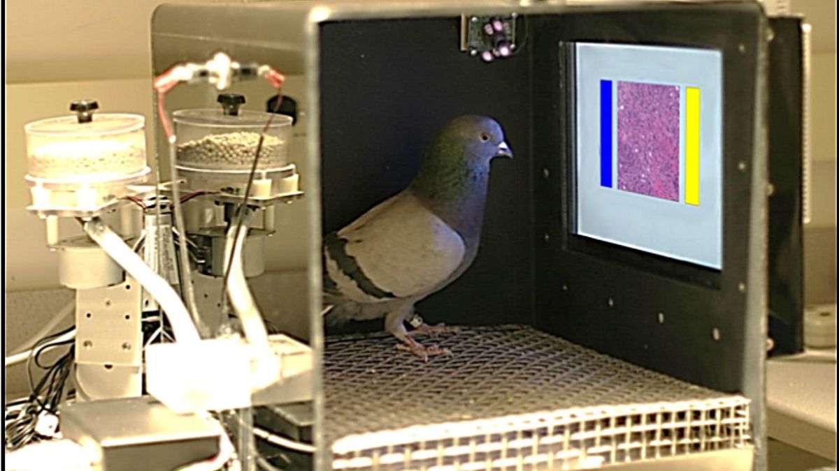 Las palomas distinguen tumores malignos a simple vista