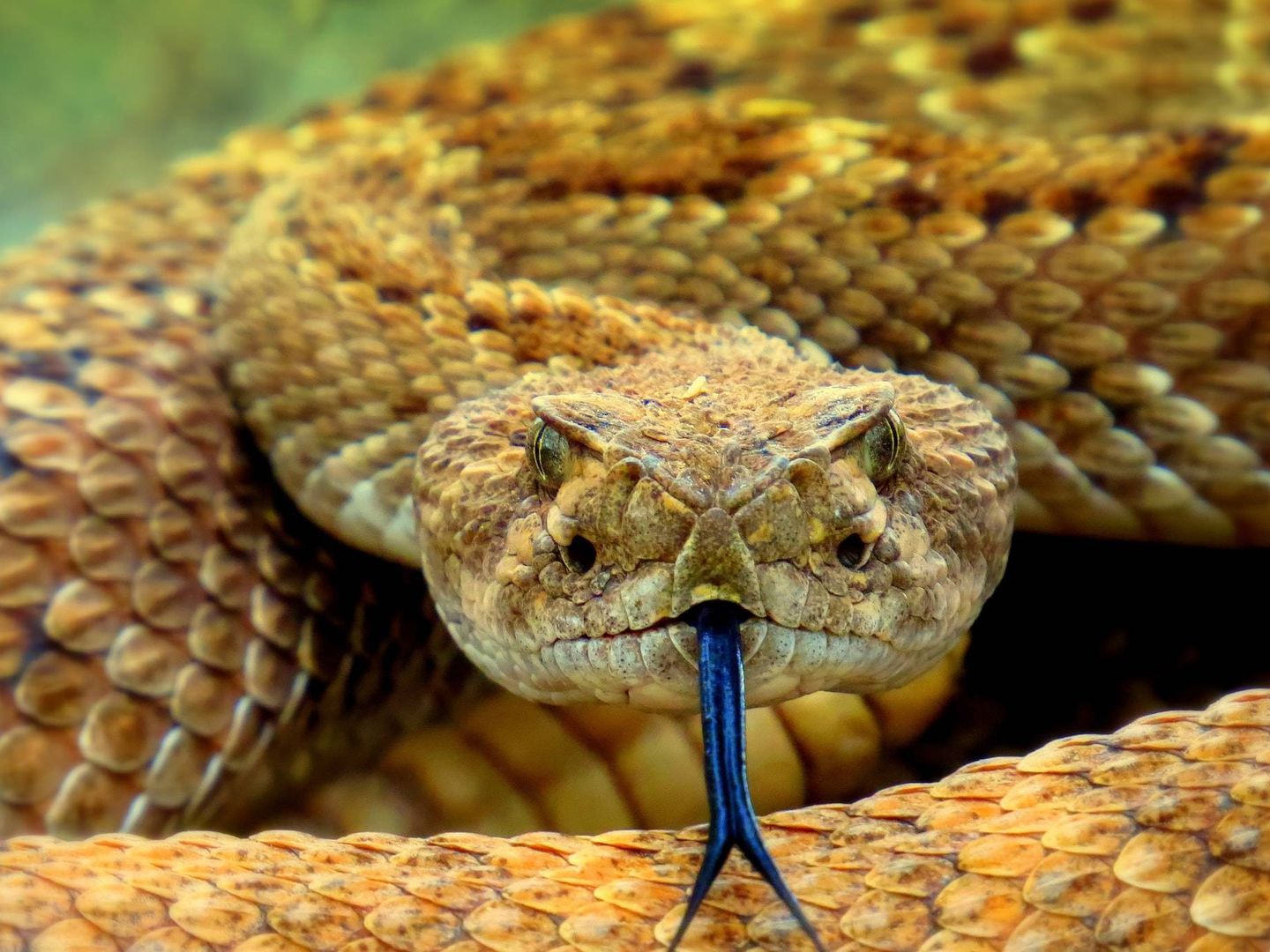 El veneno está compuesto de unas toxinas presentes en animales como el ciempiés y la serpiente de cascabel (Unsplash)