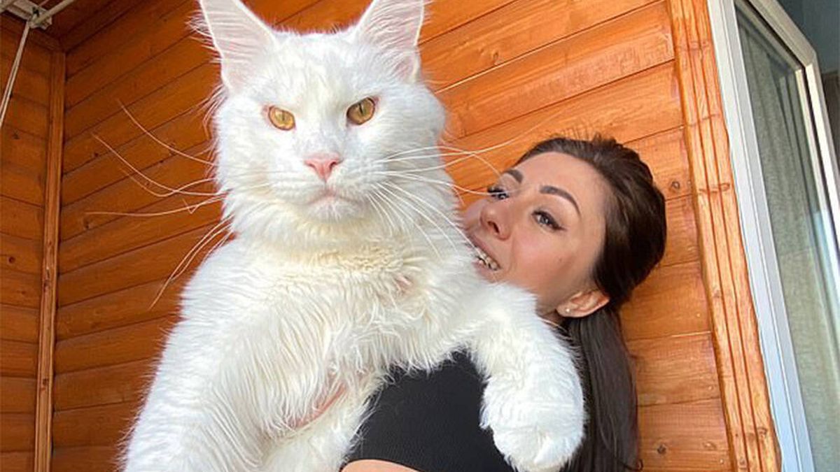 Conoce a Kéfir, el gato de 12 kilos que todo el mundo confundió con un perro