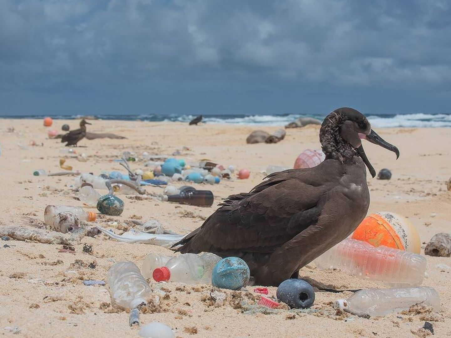 Un ave marina rodeada de plásticos en Hawai. Foto: The Ocean Cleanup