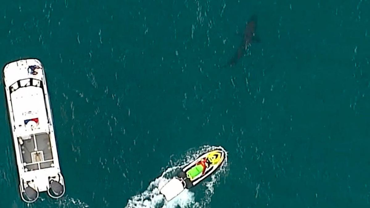 Un tiburón blanco de tres metros de longitud mata a un surfista en Australia