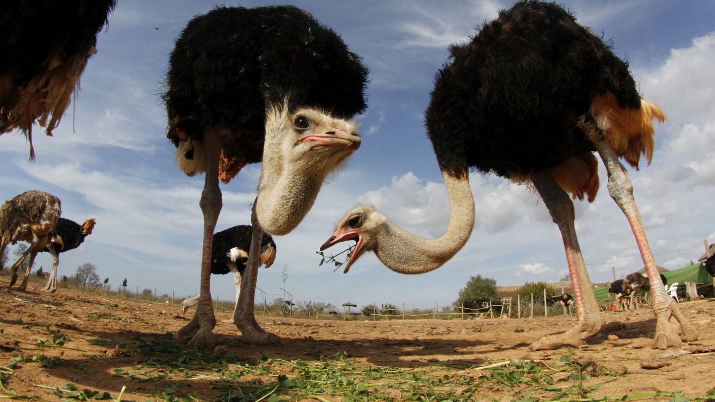 Ostriches graze at 'Artestruz' ostrich farm outside the village of Campos in the Spanish Balearic island of Mallorca October 16, 2011. The farm breeds ostriches for meat, leather and eggs and also offer visitors a chance to ride the animals. REUTERS/Enrique Calvo (SPAIN - Tags: ANIMALS SOCIETY TPX IMAGES OF THE DAY) - RTR2SPQH