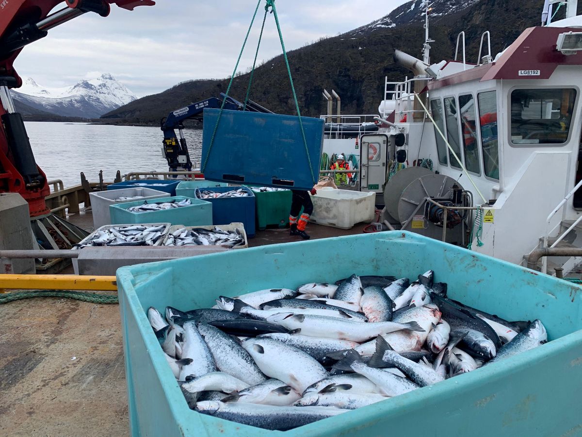 Foto: Salmones muertos en, Grovfjord, Noruega. (Reuters/Elisabeth Balteskard)