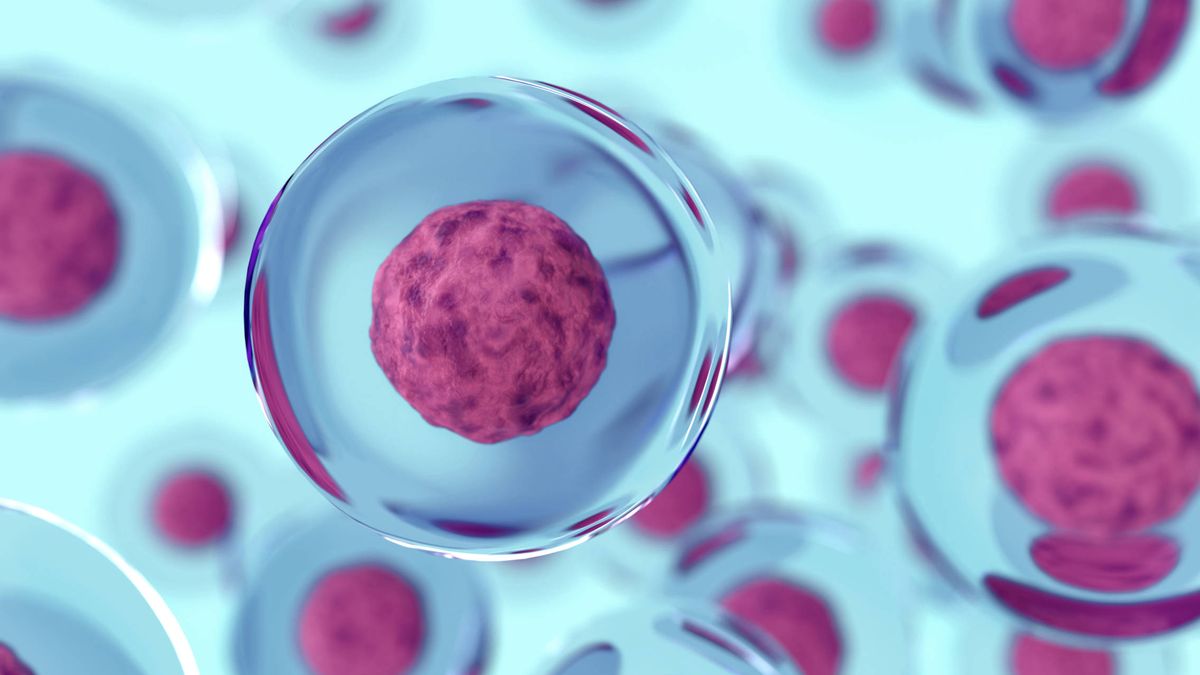 La innovadora terapia con células madre 'made in Spain'