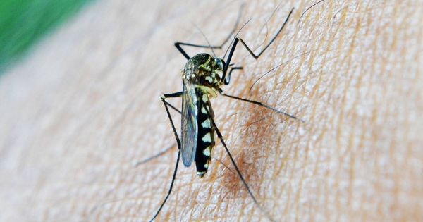 Foto: Un mosquito se posa sobre la piel de una persona | Pixabay