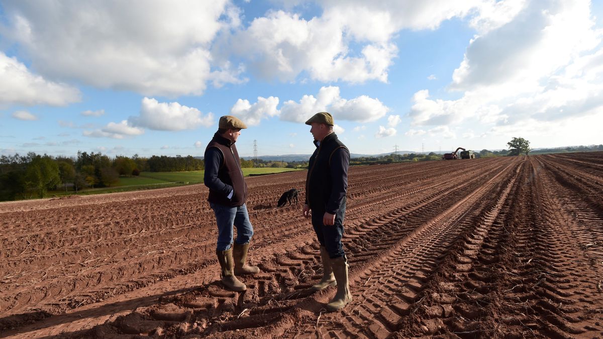 ¿Clima, mala suerte o Brexit? La crisis en la cosecha y nuevos controles auguran escasez en UK
