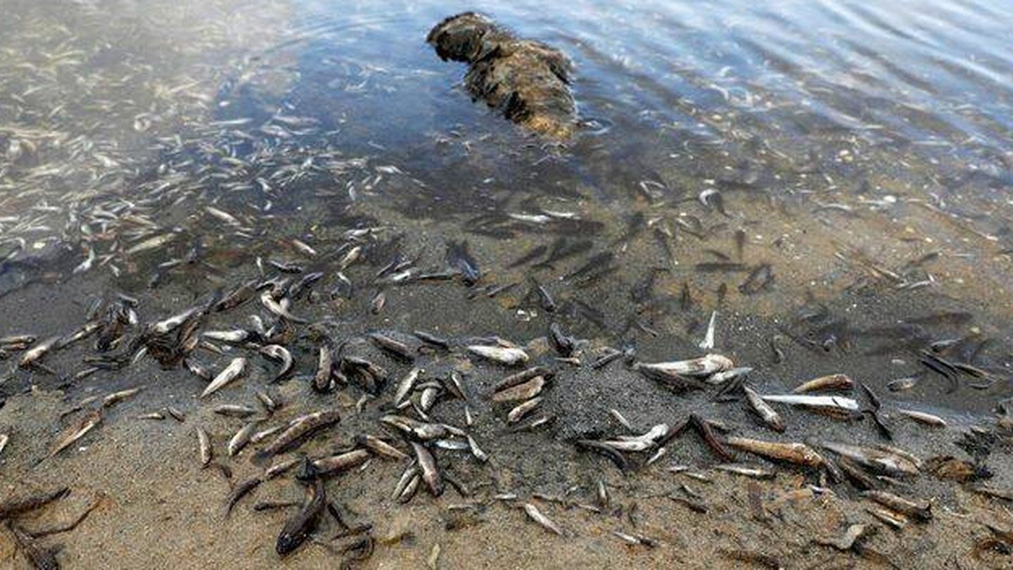 Peces muertos cubren las orillas del Mar Menor. (Reuters)