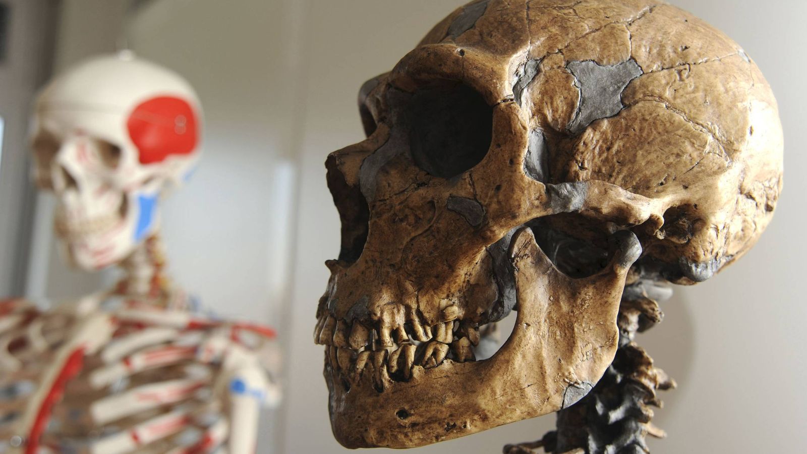 Foto: Cráneo de neandertal utilizado por el equipo internacional de investigadores, con participación española, que descifró el primer borrador del genoma del neandertal. Foto: EFE