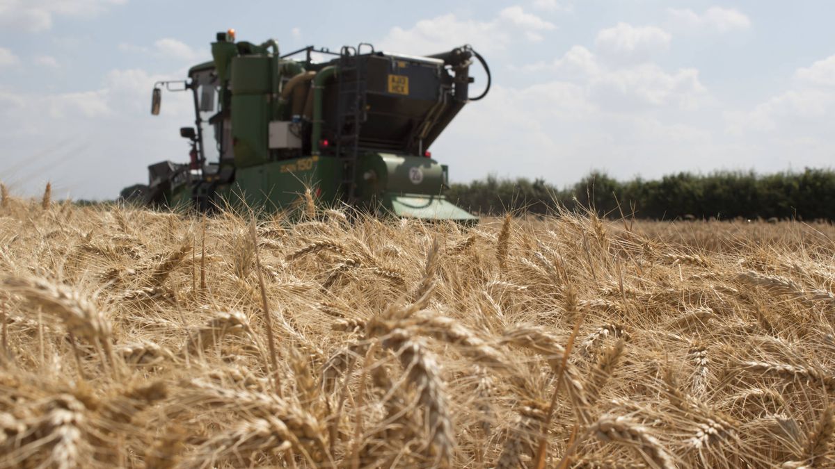 El pan del futuro ya está aquí: científicos secuencian los 107.891 genes del trigo