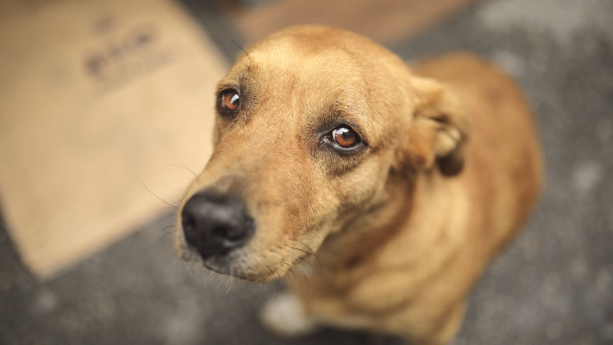 Tu perro es un privilegiado: el 70% de sus congéneres vive en la calle