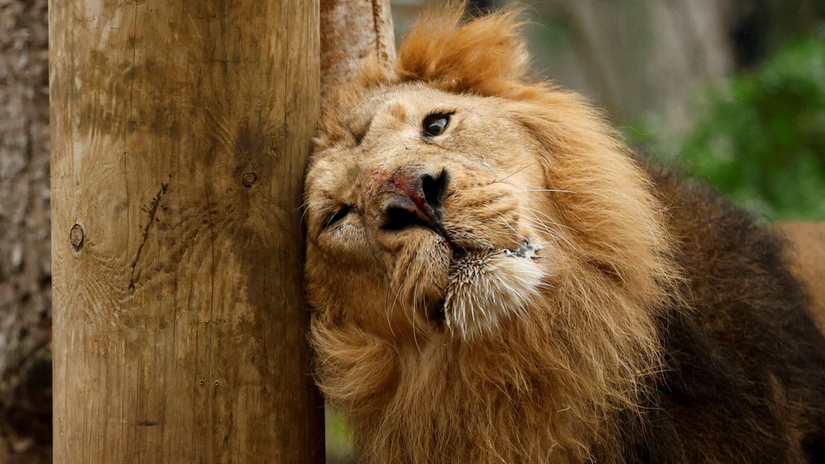 La oxitocina vuelve más tolerantes a los leones, salvo cuando hay comida