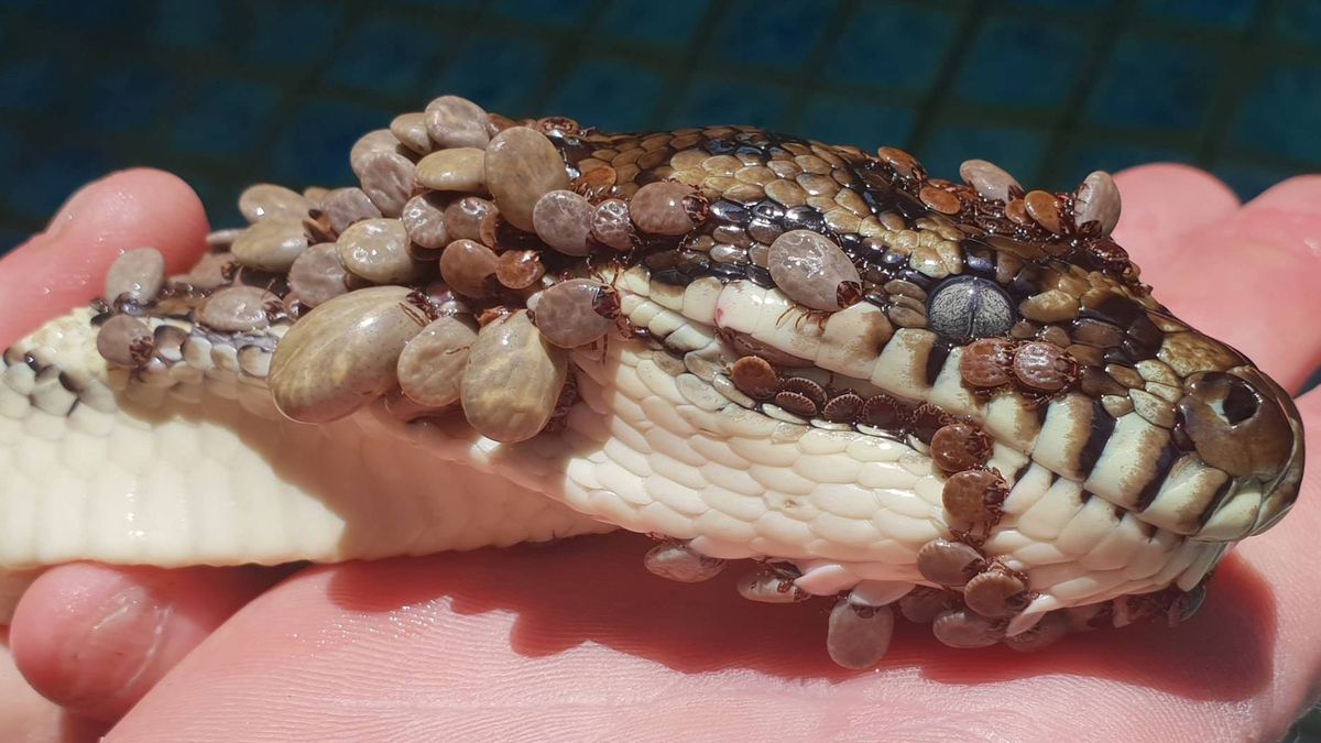 Rescatan a una serpiente pitón que tenía 500 garrapatas adosadas a su cuerpo