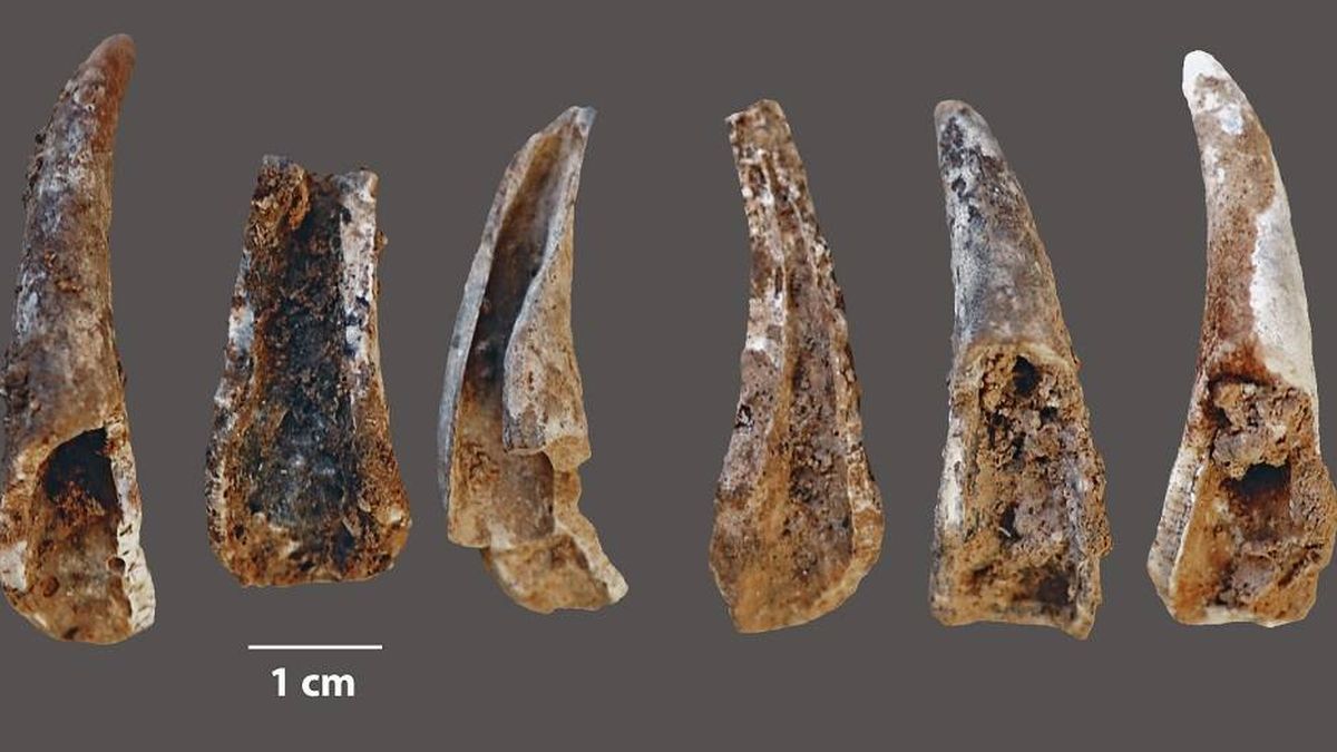 Los neandertales comían peces y mariscos, lo que ayudó a su desarrollo cerebral