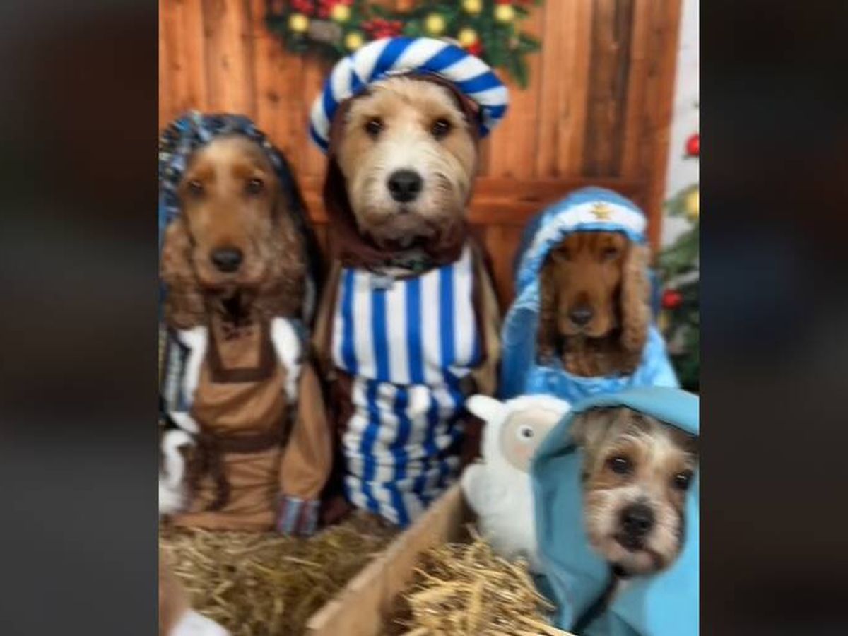 Foto: Recrean el portal de Belén con todos sus perros: "Atención a los Reyes Magos más adorables del mundo" (TikTok/@happyhoundscoventry)