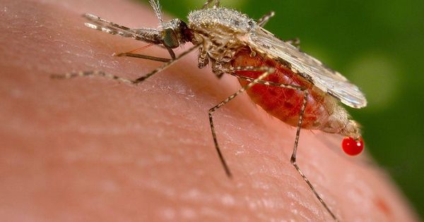Foto: El mosquito ‘Anopheles’ es el culpable de la transmisión de la malaria. (Imagen: Wikipedia)