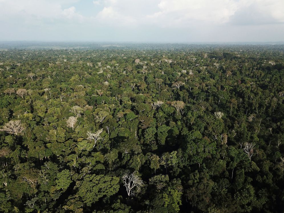 Foto: ¿Han encontrado El Dorado? Hallan una ciudad perdida en la selva colombiana. (Reuters)