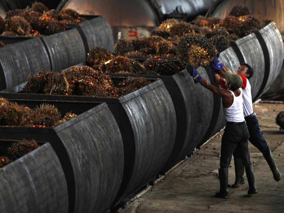 Foto: Trabajadores convirtiendo la palma aceitera en aceite (Foto: Reuters)