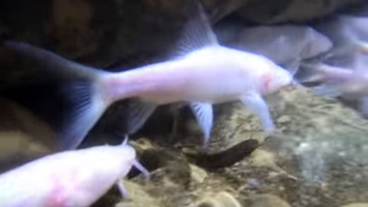 Encuentran el pez subterráneo más grande conocido en una cueva de India... y es ciego