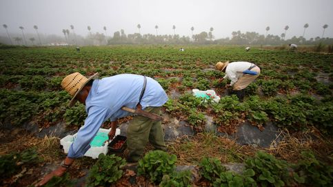 Los inmigrantes ilegales sin los que la agricultura de EEUU puede desaparecer