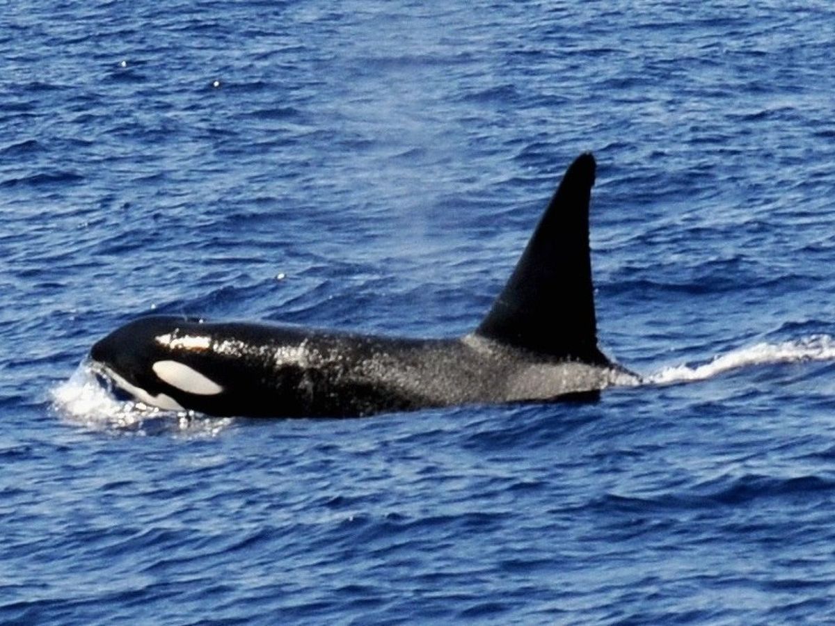 Foto: Una orca, nadando en el sur de Gran Canaria. (EFE)