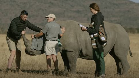 Científicos inyectan isótopos radiactivos en cuernos de rinocerontes (y tienen una buena razón)