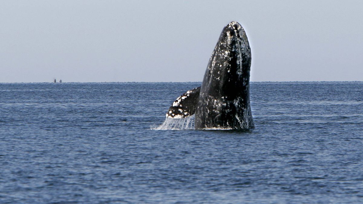 El largo viaje de la ballena gris: del Ártico a la Baja California