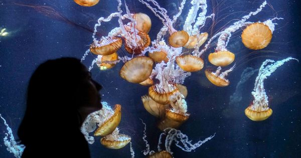 Foto: Varias medusas del Centro Nacional de la Mar Nausicaa en Boulogne. (Efe)