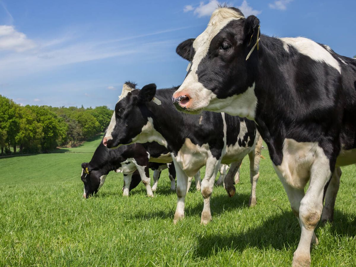 Foto: Vacas 'Holstein', como las que fueron sujeto de estudio. (iStock)