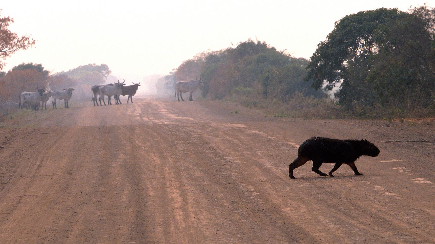 Una capibara cruzando la carretera. (Andoni Canela)