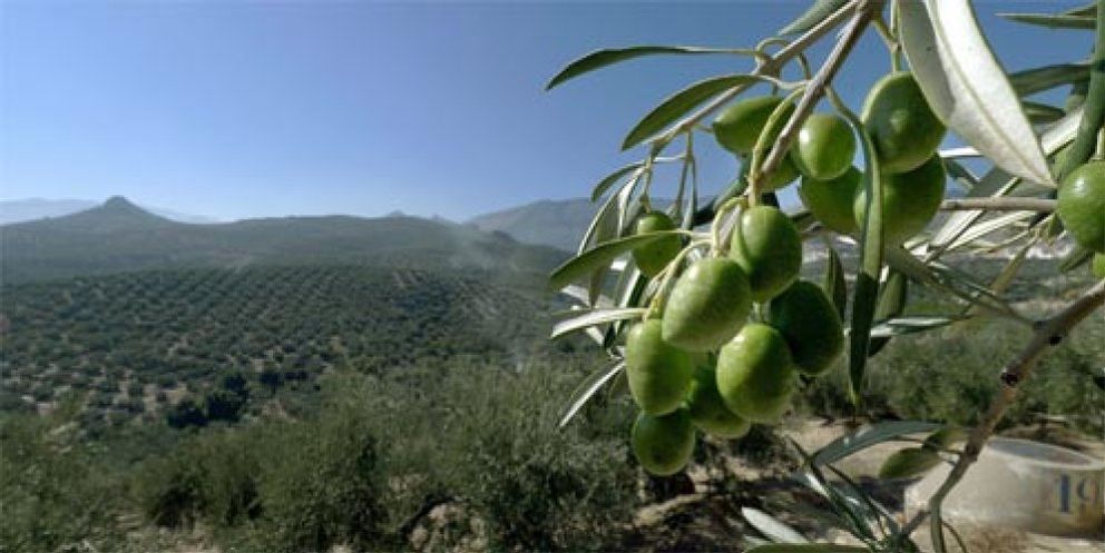 Foto: La caída en picado del precio del aceite de oliva dispara las exportaciones