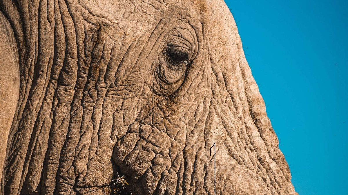 Una manada de elefantes aplasta a un cazador furtivo en Sudáfrica