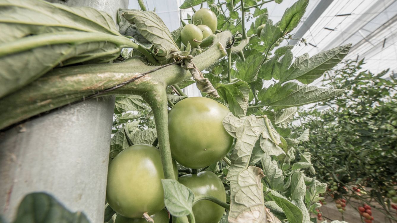 Foto: Los tomates de invernadero de Almería son los más valorados de Europa. (D.B.)